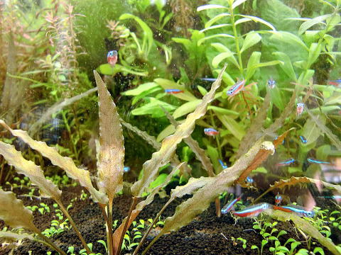 �J�C���v���N�e�B�b�N ���̉@ �u�}�i �J�C���v�ɂ���@���� �J�[�W�i���e�g��
�啪�s�����̃J�C���v���N�e�B�b�N ���̉@ �@�@�@�@�u�}�i�J�C���v�@TEL097-551-0911