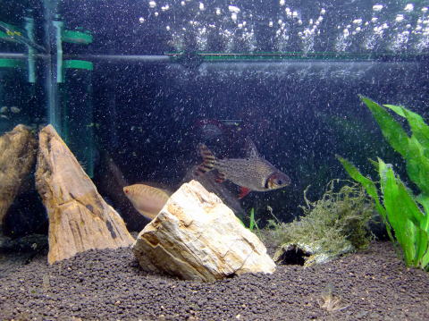 �J�C���v���N�e�B�b�N ���̉@ �u�}�i �J�C���v�@�@�@�@�@�� ����� �J���[�v���L���_�X
�啪�s�����̃J�C���v���N�e�B�b�N ���̉@ �@�@�@�@�u�}�i�J�C���v�@TEL097-551-0911