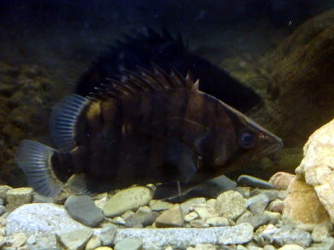 �J�C���v���N�e�B�b�N ���̉@ �u�}�i �J�C���v�@�@�@�@�@�� ����� �_�g�j�I�E�v���X����
�啪�s�����̃J�C���v���N�e�B�b�N ���̉@ �@�@�@�@�u�}�i�J�C���v�@TEL097-551-0911