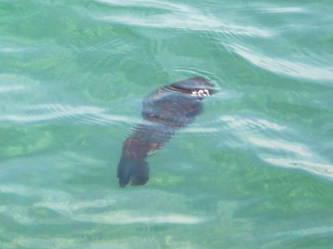 �G��
�啪�s�����̃J�C���v���N�e�B�b�N ���̉@ �@�@�@�@�u�}�i�J�C���v�@TEL097-551-0911