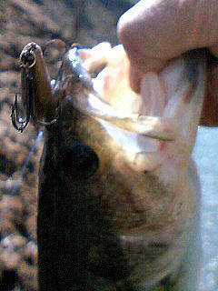 �t���b�V���~�m�[Tr.95SP
�啪�s�����̃J�C���v���N�e�B�b�N ���̉@ �@�@�@�@�u�}�i�J�C���v�@TEL097-551-0911